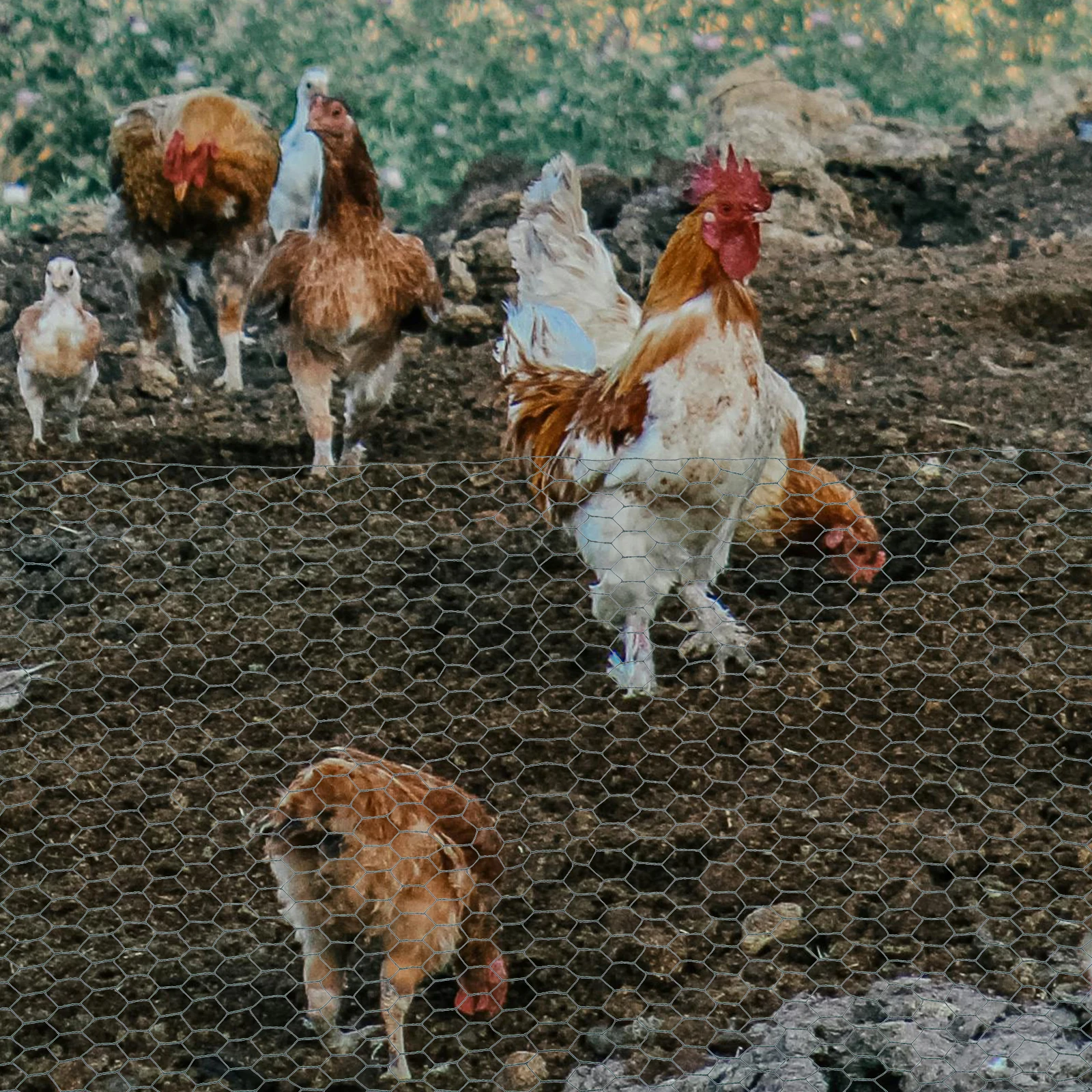 

Green Coated Lightweight Woven Chicken Cage Net Wire Mesh for Garden Poultry Fence Bird Cover Cattle
