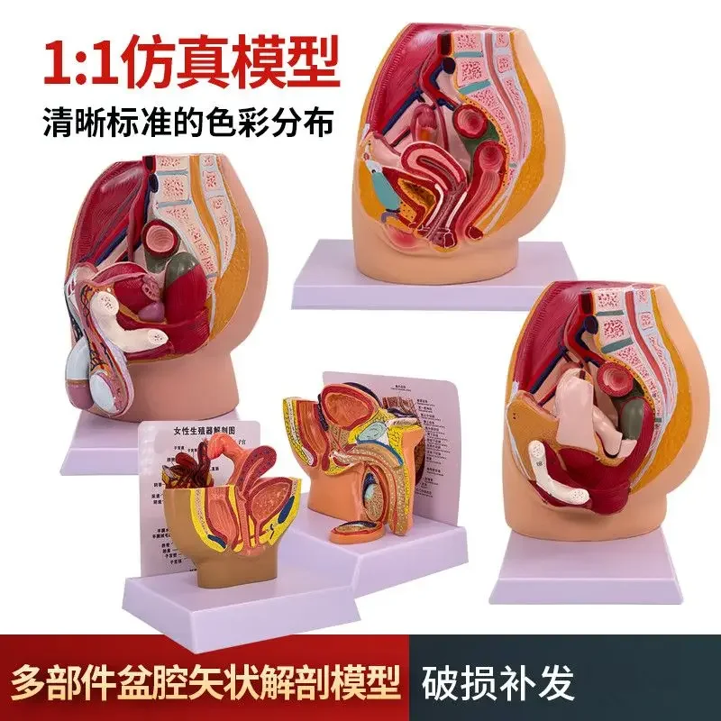 A Teaching Simulation Female Pelvic Model Female Urogenital System Specimen Median Sagittal Incision Human Anatomy Medicine