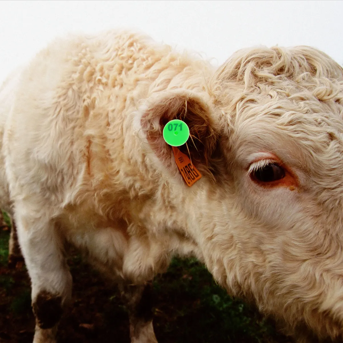 100Pcs Plastic Livestock Ear Tags 1-100 Sequential Numbering Fool-Proof One-Piece Design for Cattle Goats Pigs Disease