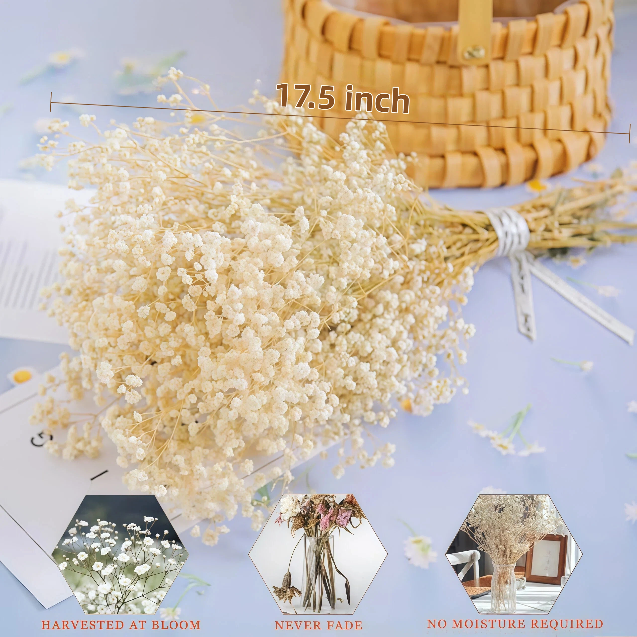 Natuurlijke gedroogde baby's a - Baby Breath Dried recensie en prijs