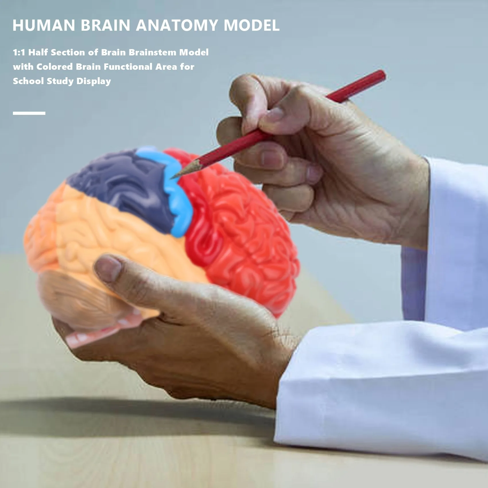 Cerebral Anatomical Model Anatomy 1:1 Half Brain Brainstem Teaching Lab Supplies