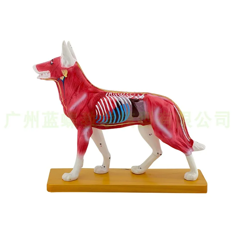 Animal Acupuncture Point Model Animal Anatomy Model Dog Body Anatomy Veterinary Teaching Model