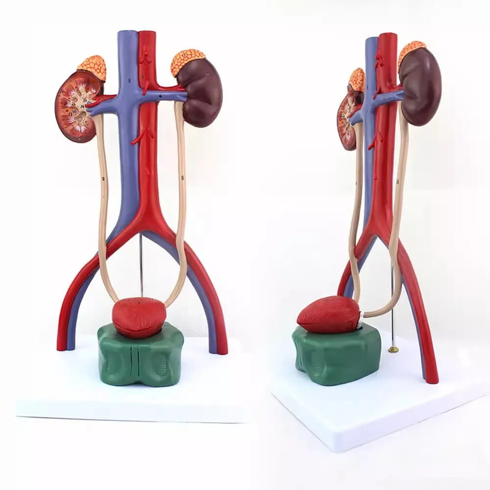 

Life Size Urinary System Model Human Body Anatomy Replica Bladder Catheterization Kidney Model Medical Supplies Educational Tool