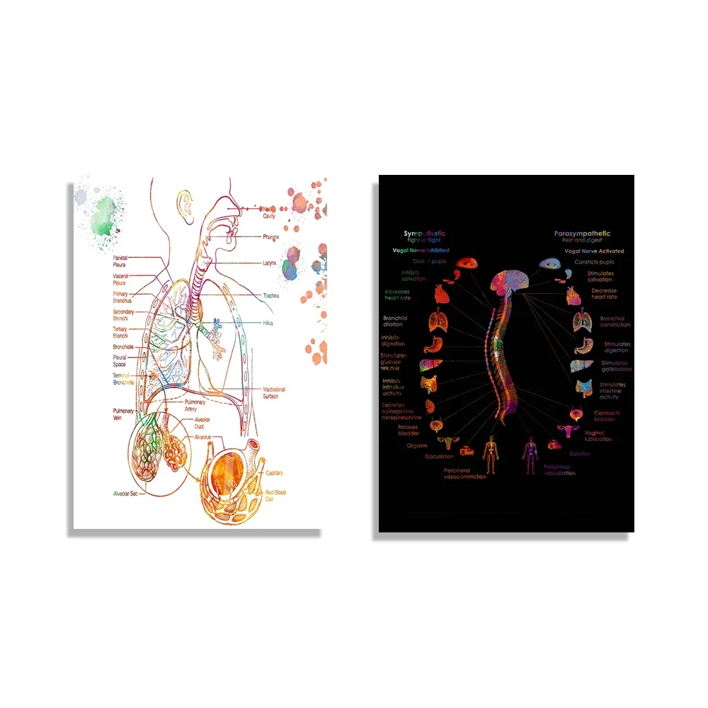 Human respiratory system, human anatomy autonomic nervous system watercolor medical student abstract art science anatomy poster