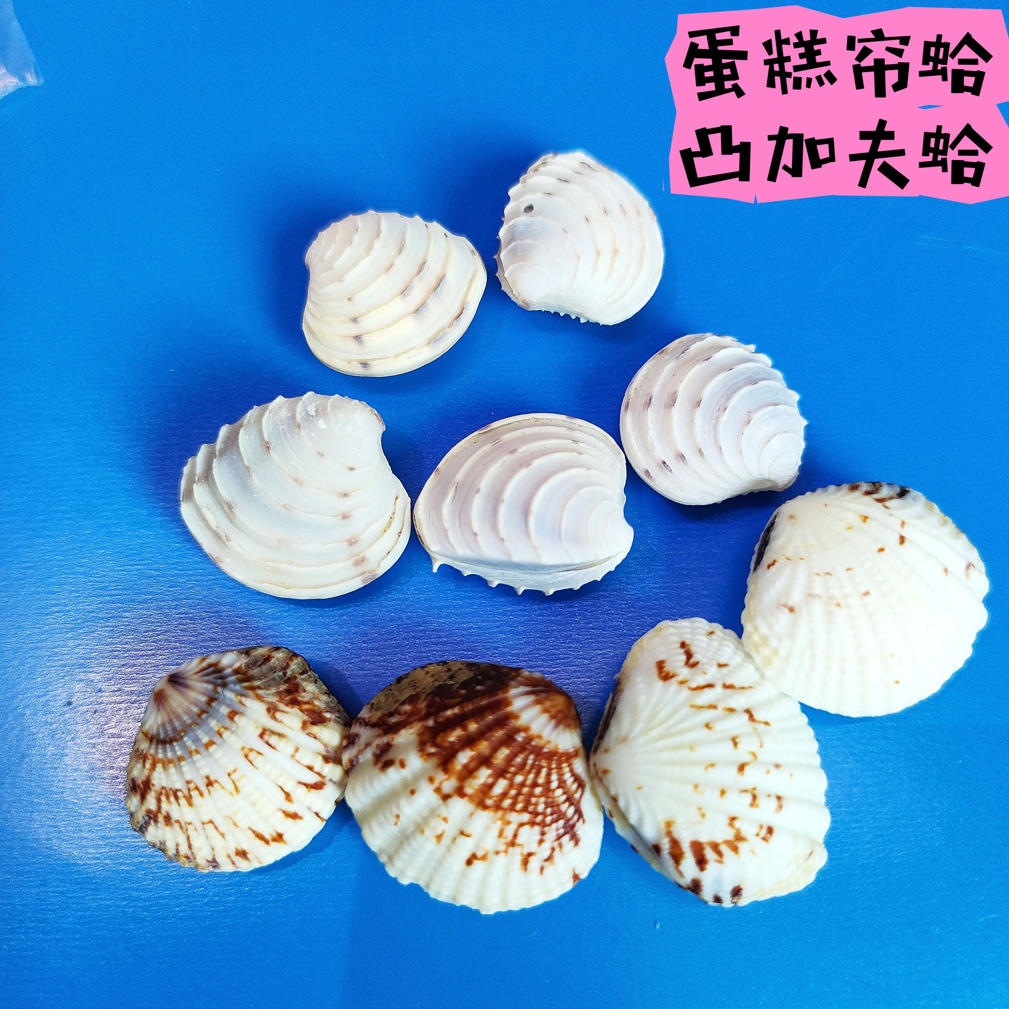 Natural Seashell Sea Conch Curtain Clam Hermit House Aquarium Practical Shells Crafts Decorations Photography Props