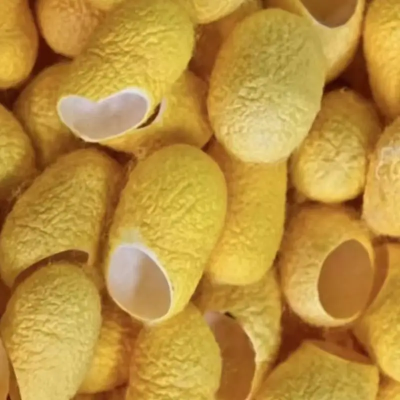 

Factory direct supply of yellow golden cut silkworm cocoon shells – these shaved cocoons are also skin‑beautiful