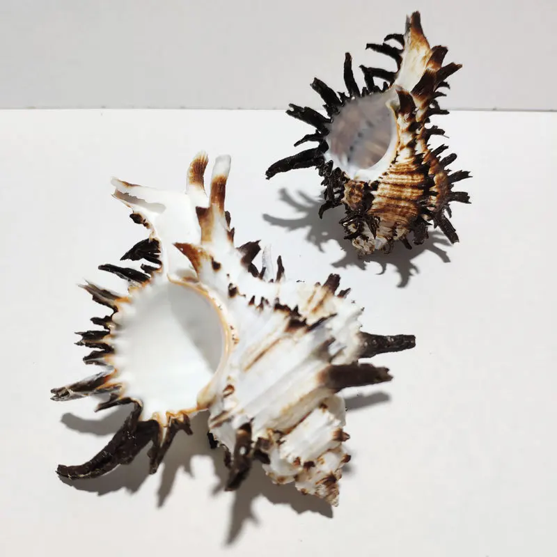 Natural Sea Shell Ornament & Collectible - Jin-Lipped Black Thousand-Armed Cone (Chicoreus Jinispecies),(Species), Spiny Ball