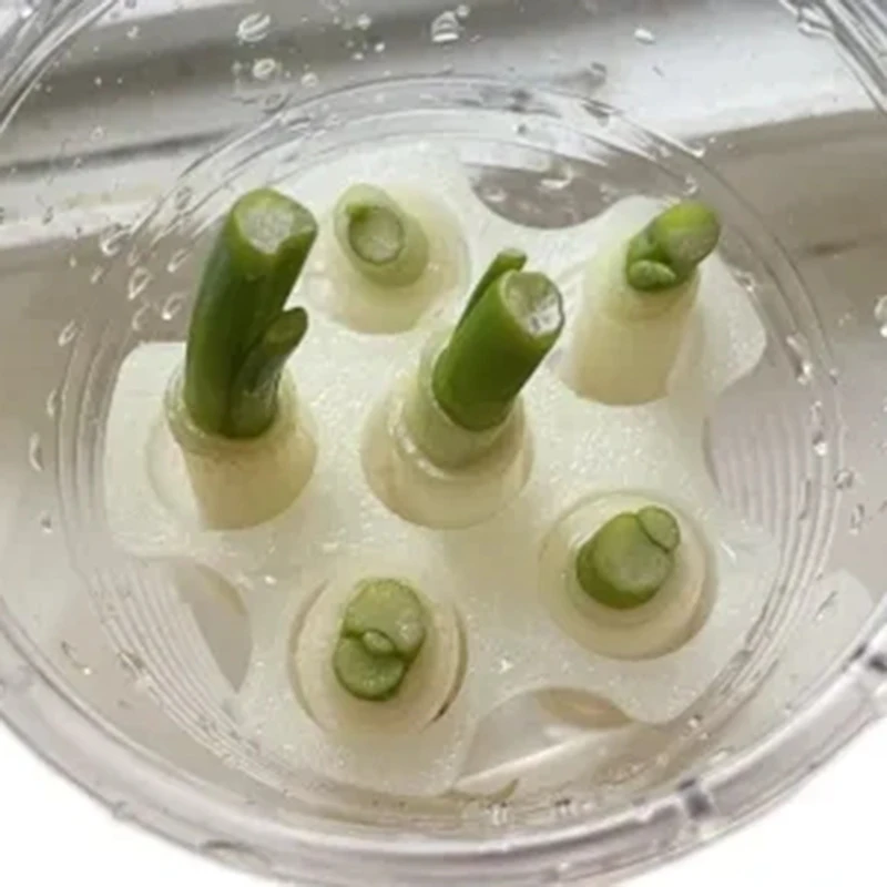 Green Onion Regeneration Planter Pot 3D Printed Hydroponic Plant Propagation Station Indoor Kitchen Gardening Home Gardening