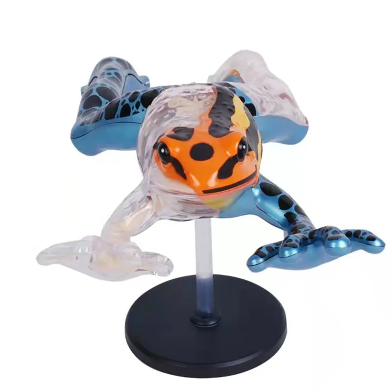 The anatomical model of poison dart frog is assembled to simulate the teaching model of animal biomedicine