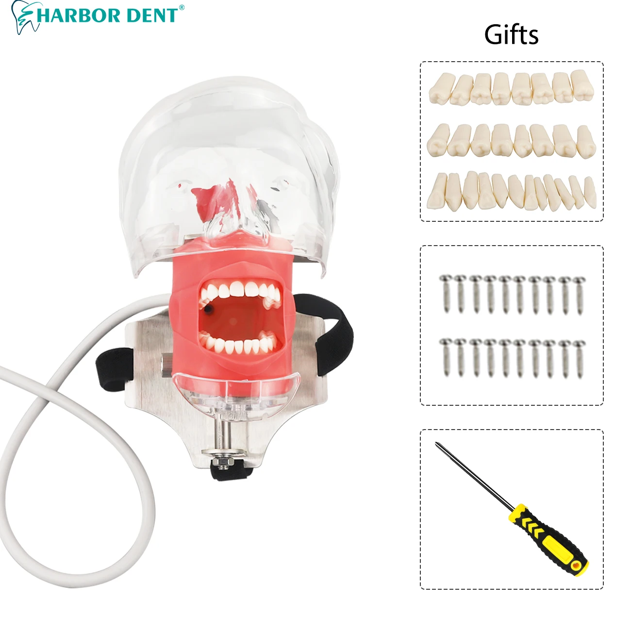 Dental Simulation Head Model Clamp Table Style for Dentist Teaching Practice Demonstration Dentistry Equipment