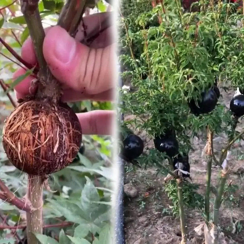 1pc 5cm High Pressure Plant Tree Rooting Ball Nursery Tray Grow Rooter Box Plastic Case Growing Pot Grafting Transparent Black