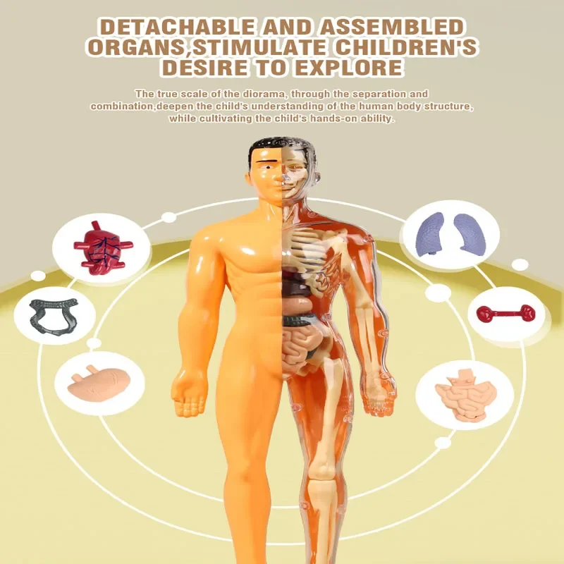 3D Human Body โครงกระดูกโครงกระดูกมนุษย์เด็ก DIY Anatomy Organ ของเล่นลําตัวปริศนาประกอบการศึกษารุ่นการสอน Aid