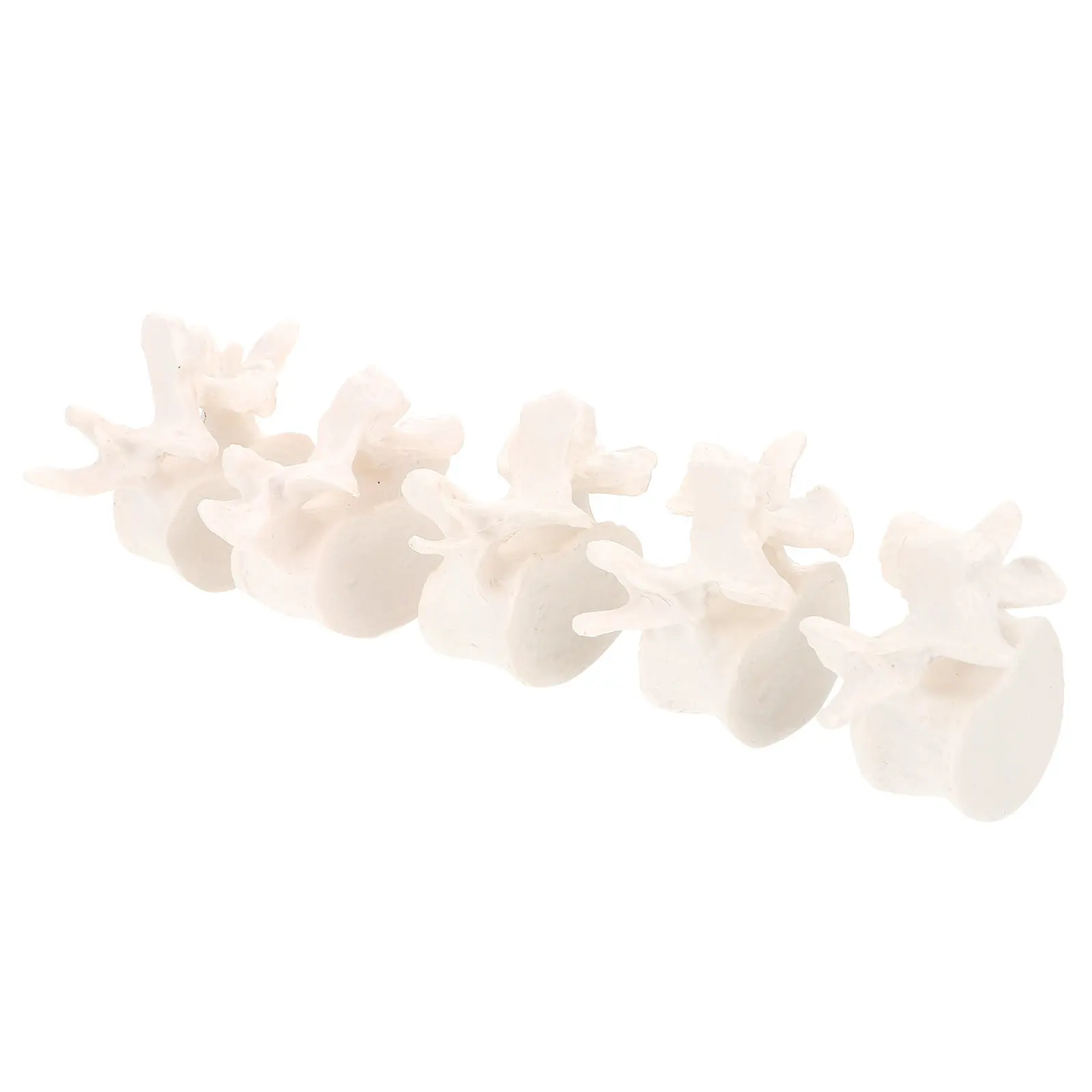 1-set-lumbar-spine-demonstration-human-medical-anatomical-teaching-training-vertebral-spine-study-tool