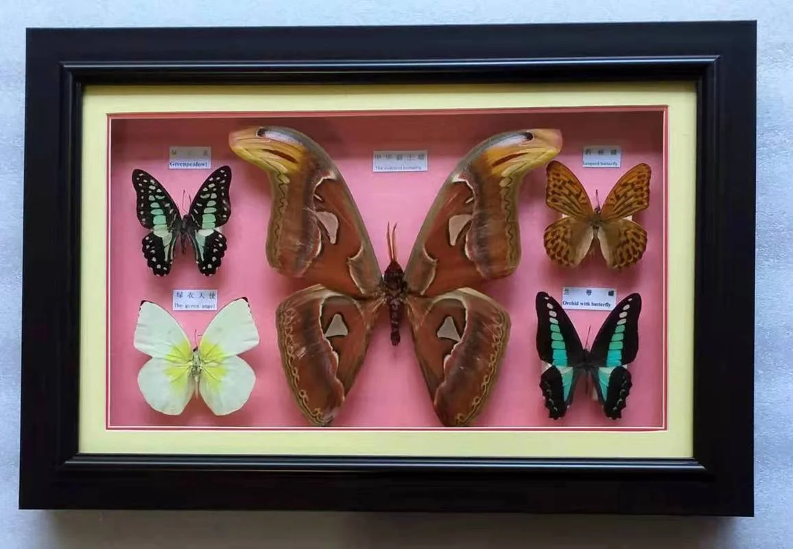 

Real Butterfly Specimen Household Ornaments Teaching Exhibition Holiday Gifts Wood Crafts Home Decoration Accessories Sculpture