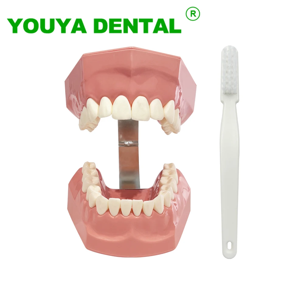 

Dental Teaching Model Standard Typoodnt Brushing Teeth Demonstration Model With Toothbrush Dentistry Studying Education Models