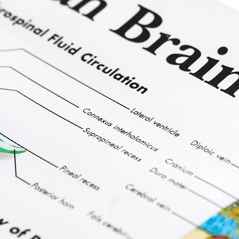 Brain Anatomy Poster, 2 Pack Laminated Human Brain Chart, Medicine Quick Reference Guide, Human