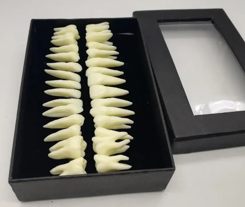 2 boxes Dental 28 permanent teeth models with roots in vitro monochromatic anatomical mold