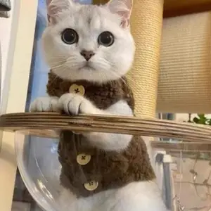 Kediler için takım elbisedeki 6 büyük satış, no. 4