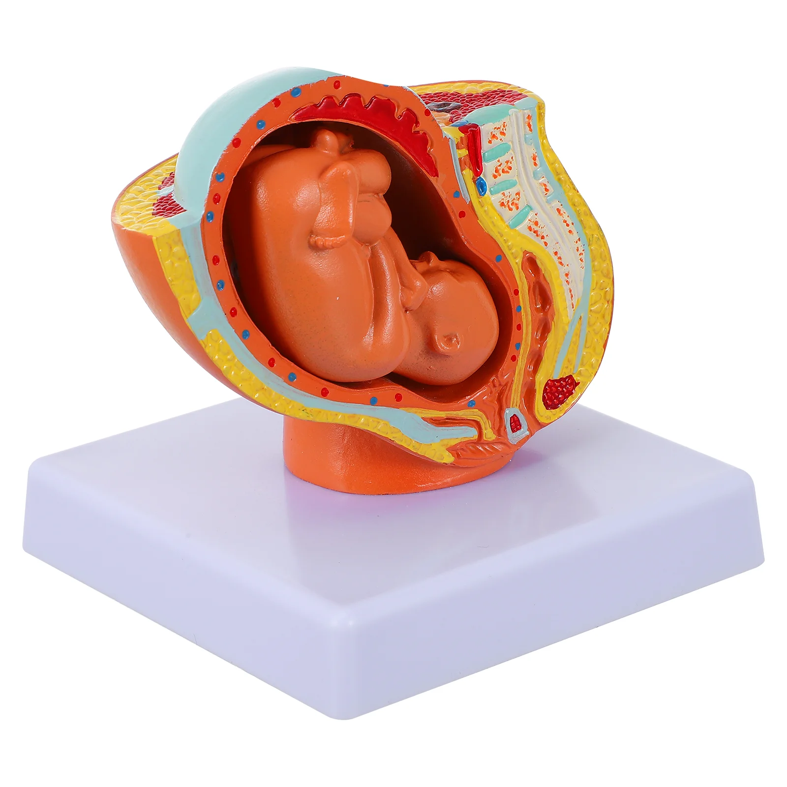 

Embryo Model Nine-months Uterine Fetus Models Display Full-term Stainless Steel Female