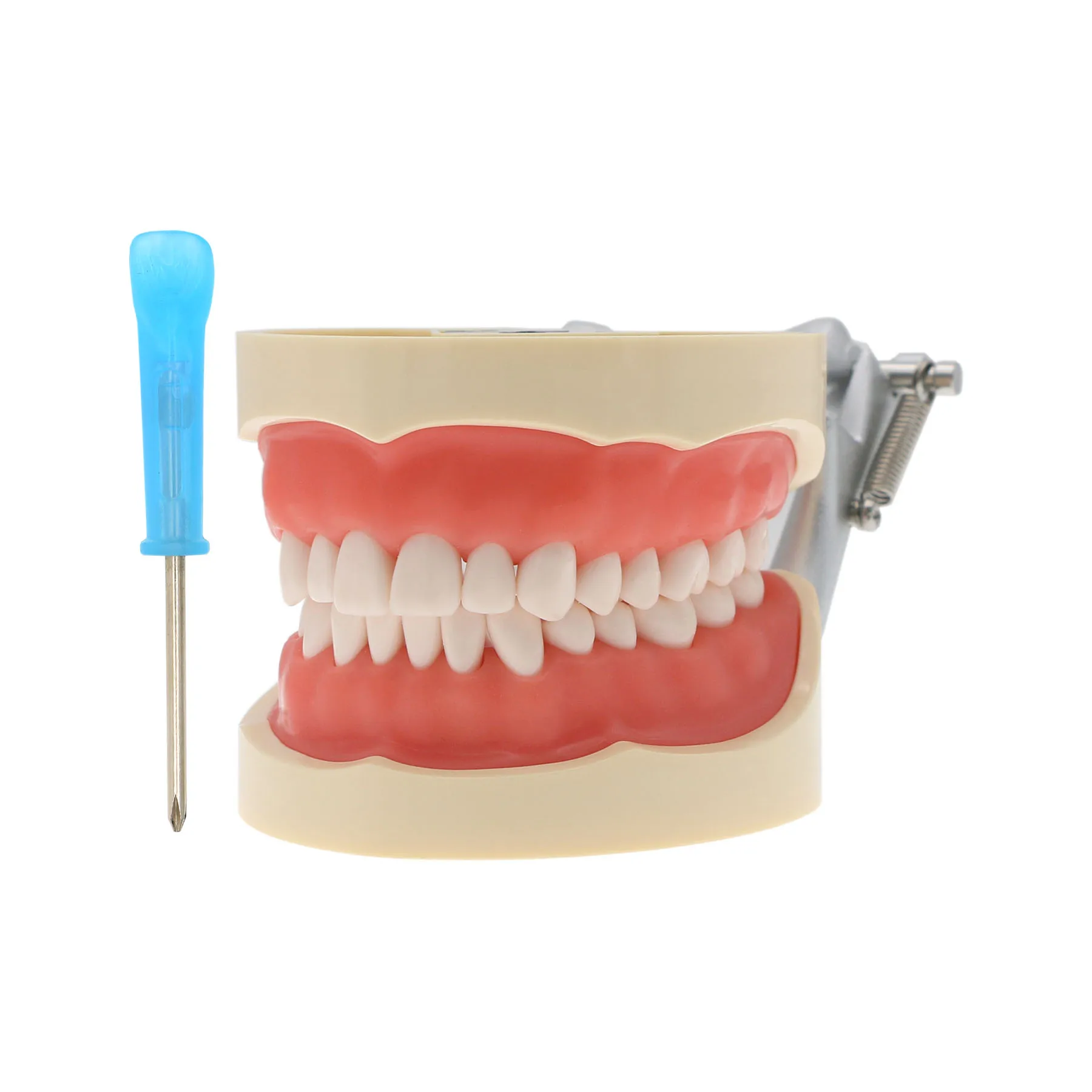 

Dental Teaching Model With Removable 32pcs Tooth For Kilgore NISSIN 200 Type For Teaching Demo M8012