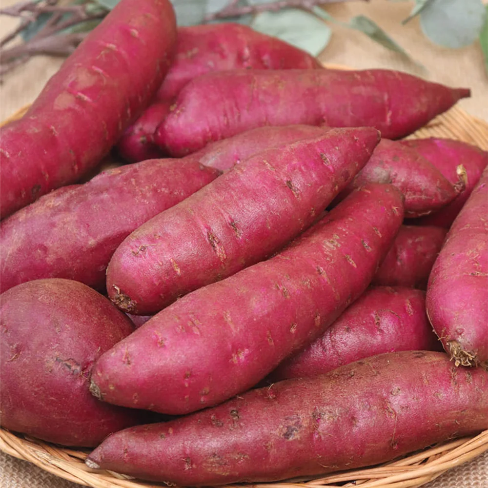 2025 مزيج بطاطس حلوة من Haenam، مزيج بطاطس حلوة أرجواني فاتح