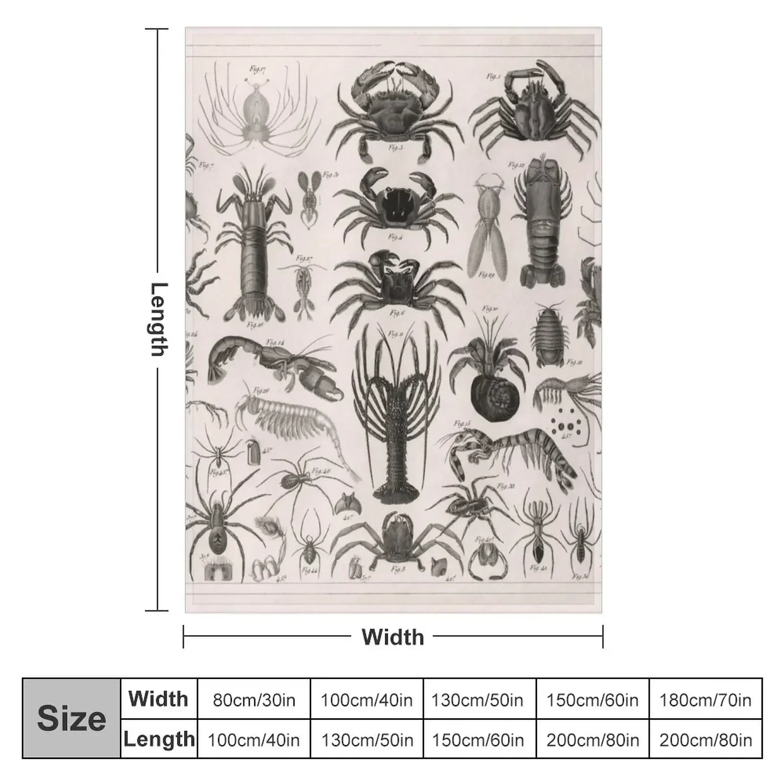 1857 Diagram Zoology: Animals including Crustaceans. Throw Blanket Luxury St Luxury Brand Blankets