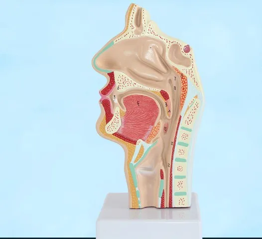 Head Anatomy Anatomical Model of Human Mouth Nasal Cavity and Throat Oral Pathology Model Vascular Nerve Model Medical Teaching