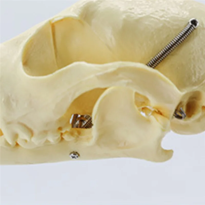 

AED5-Dog Skeleton Model Dog Anatomy Animal Teaching Model Laboratory Veterinary Teaching Demonstration Tool
