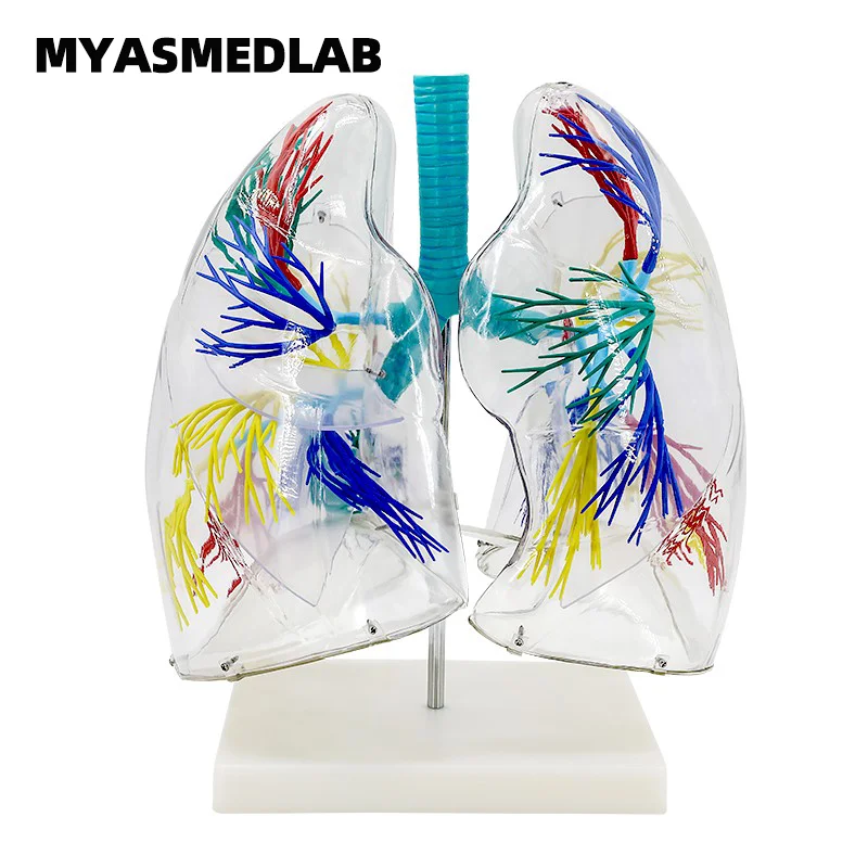 Professional Transparent Lung Segment Dissection Model with Left and Right Bronchial Tree Structures for Educational Purposes