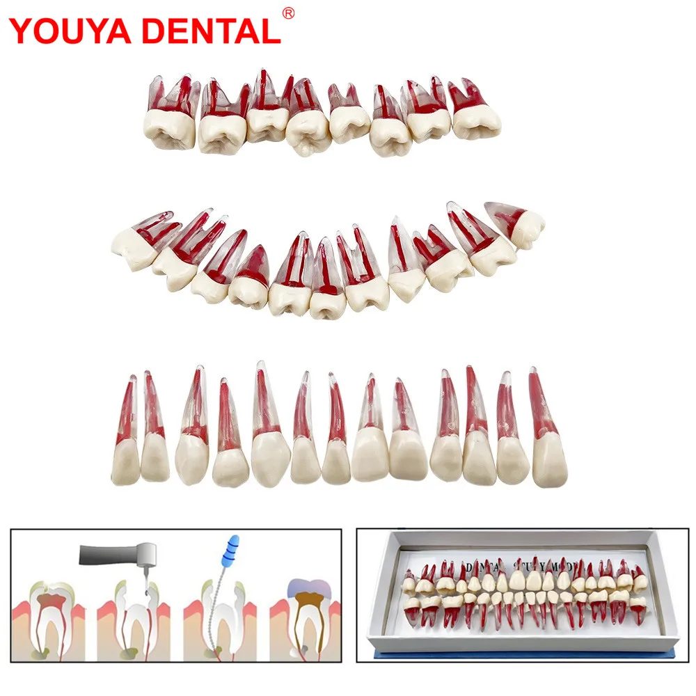 32pcs Endodontic Teeth Model Dental Teaching Model Endodontic Treatment Training Model Block Practice Study   Dentistry Products