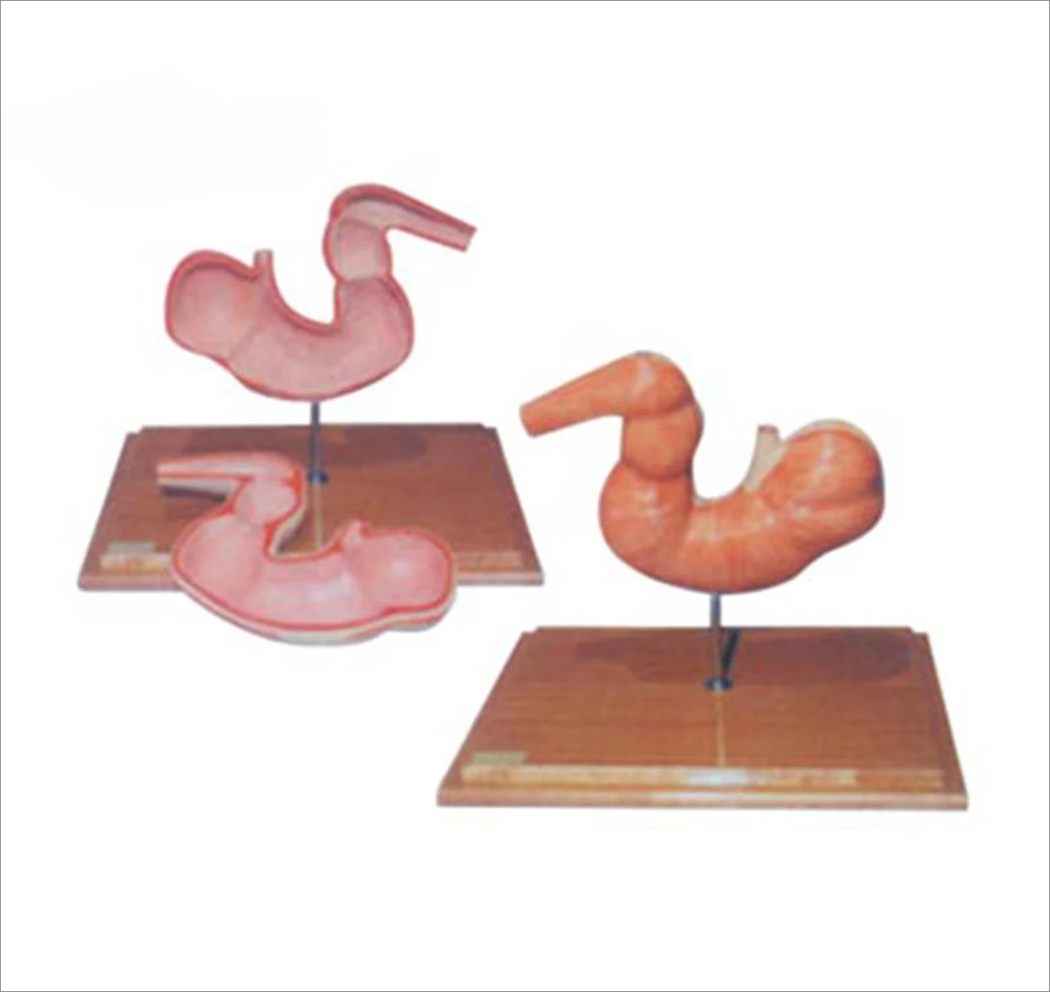 Advanced Veterinary Teaching Anatomy Horse Stomach Model Education Equipment Teaching Resources
