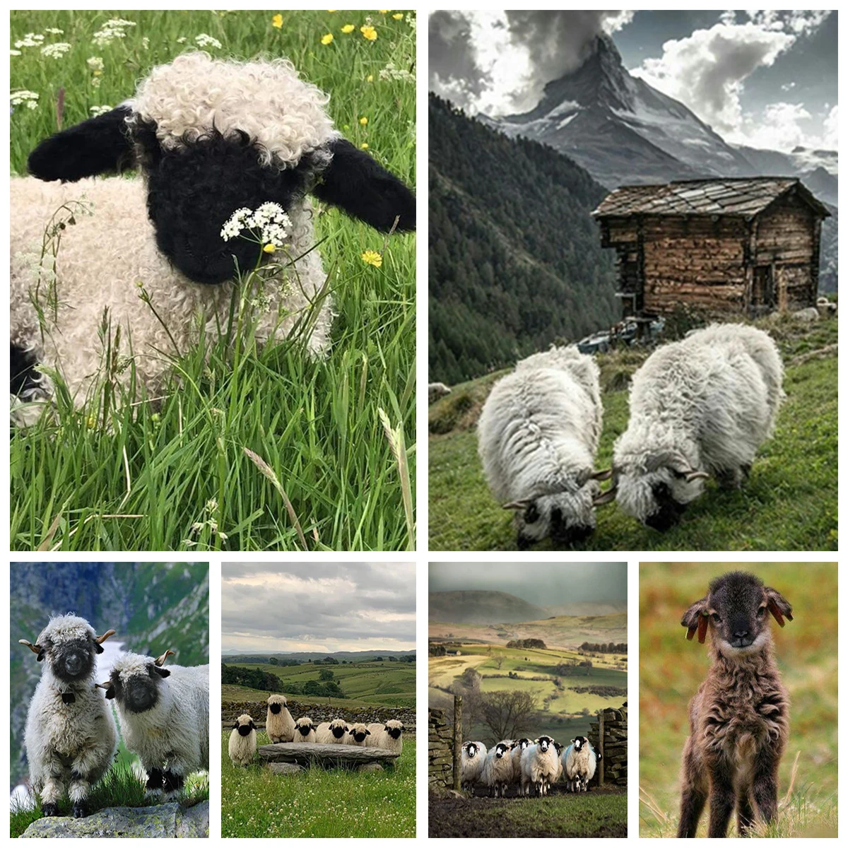 

Vale Black Nose Sheep DIY Diamond Painting Swiss Style Cafe Restaurant Living Room Home Wall Cute Animal Decor Handmade Gift