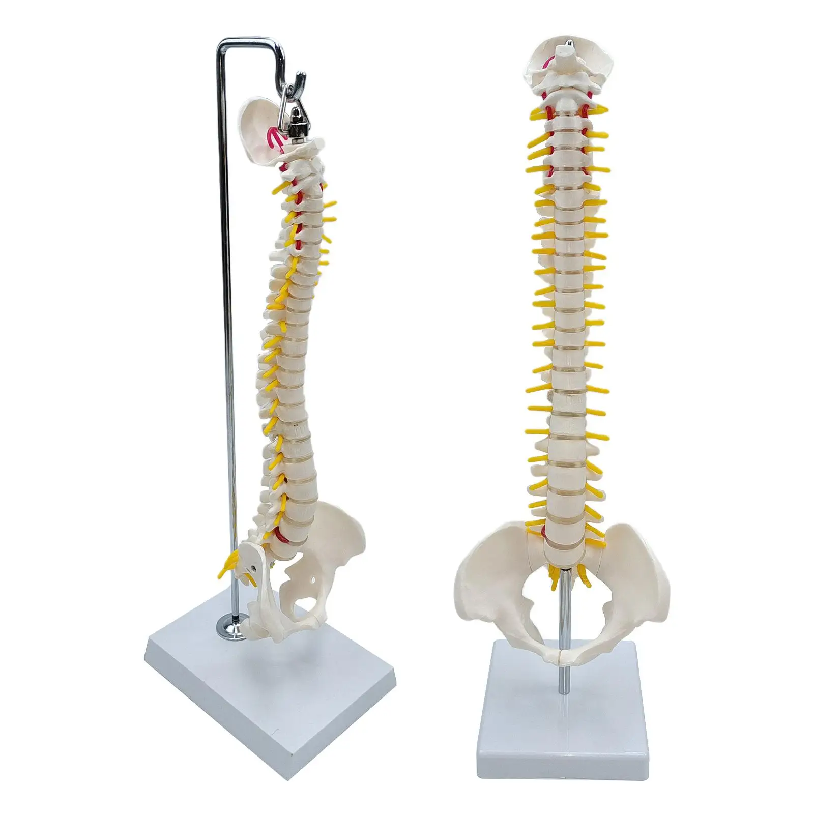 Spine Model Vertebral Column with Vertebrae, Nerve Roots, Vertebral Arteries for Educational Tool