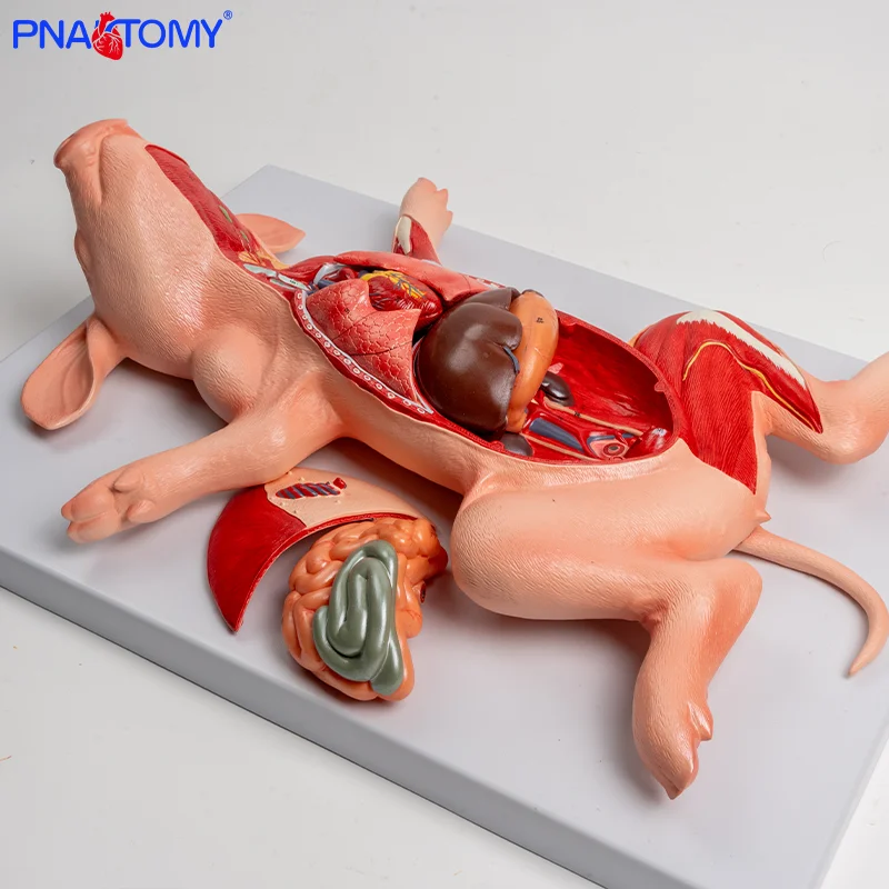 

Pig Embryo Visceral Organ Anatomical Model for Veterinary and Livestock Farming Studies in Animal Husbandry