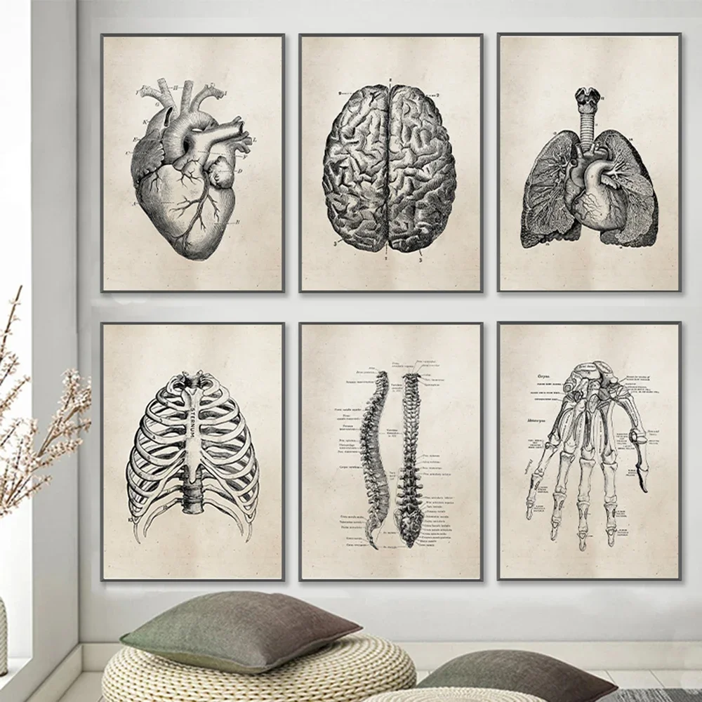 Vintage Menschliches Skelett Rahmen Organe Medizinische Poster Anatomie Muskel Skelett Drucke Bilder Wand Kunst Leinwand Malerei Home Dezember