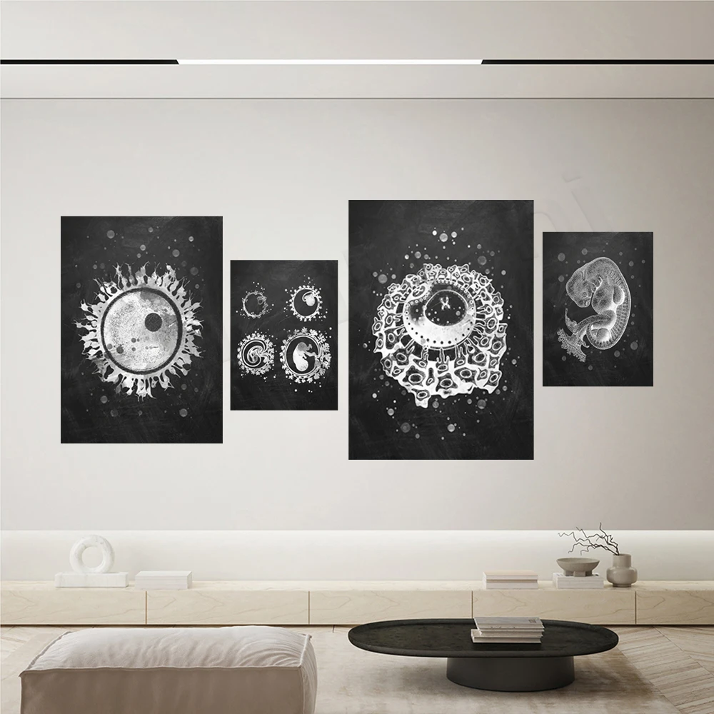 Fetal development, fertilization, embryo art, physiology, ovum, obstetrics, poster, midwife, gynecologist, gift decoration