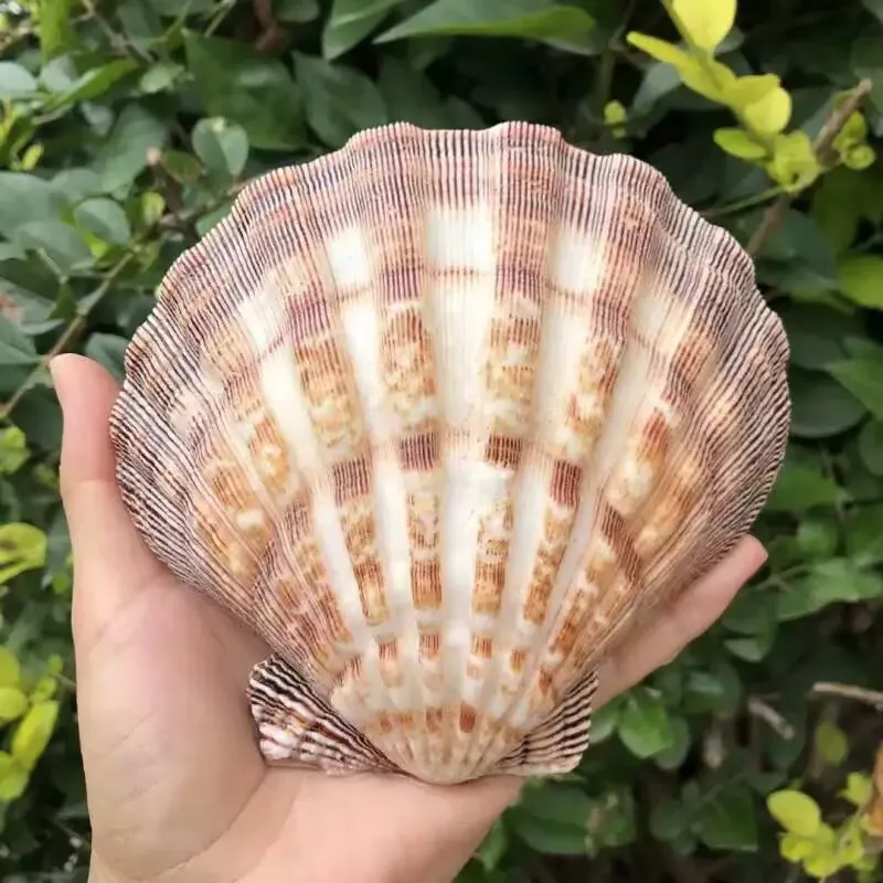 New Natural Queen Scallop Slices, Fish Tank Decorations, Aquarium Landscaping Props, Mediterranean Style Ornaments Are Beautiful