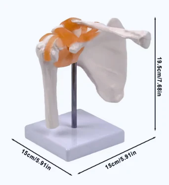 Anatomical Shoulder Joint Model with Ligament Structure, Human Scapula & Humerus Model for Medical Anatomy Education