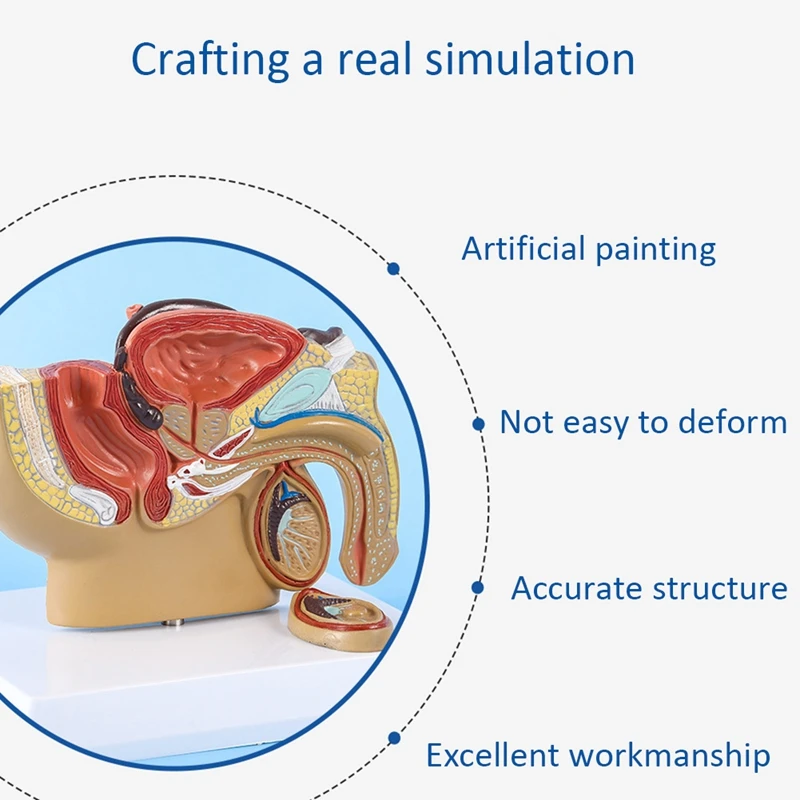 1:2 Male Pelvic Sagittal Section Testicular Prostate Bladder Rectal Urinary System Model