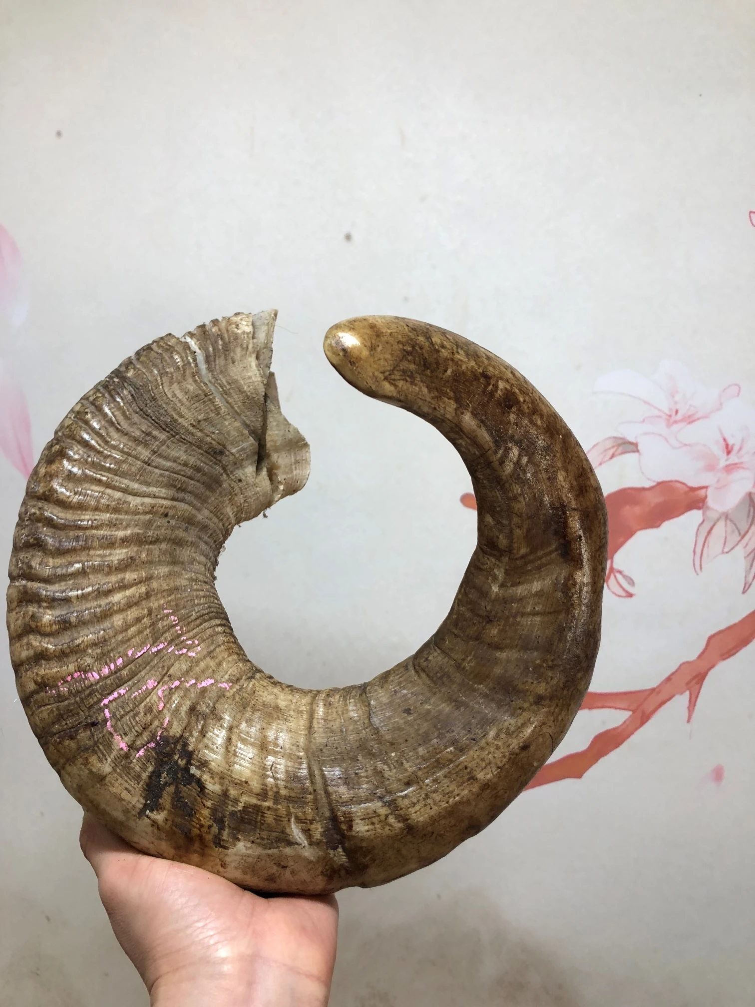 Sheep horn for more than ten years old, one-pair, corner, Cornu Capra, hircus raw materials, decorative ornaments,home decor - view 2