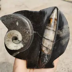 Natural Polished orthoceras stone specimen from Morocco for Home decoration