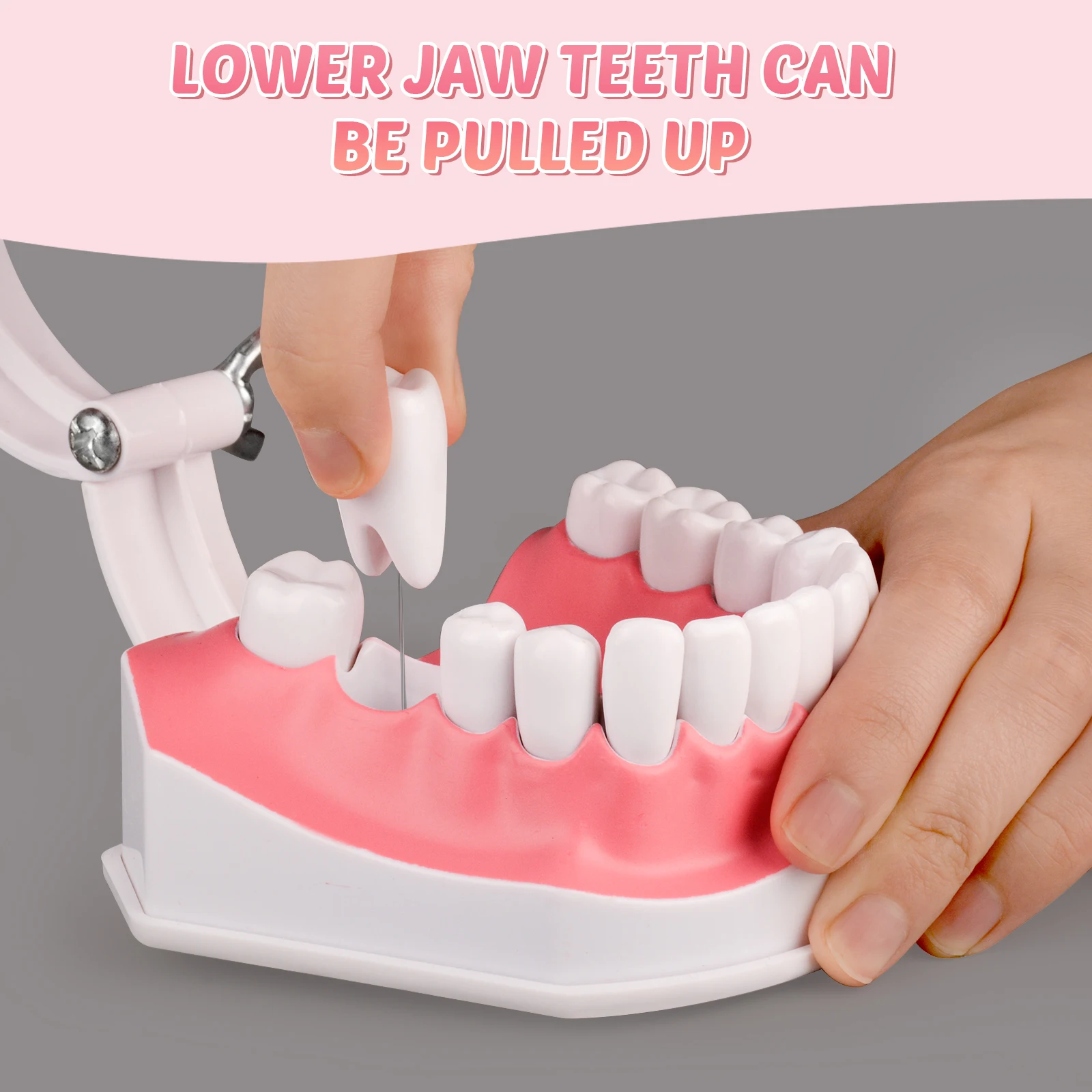 Ultrassist Giant Teeth Dental Demonstration Model with Toothbrush,Enlarged 2 Times Standard Size Mouth Model, Denture Teaching