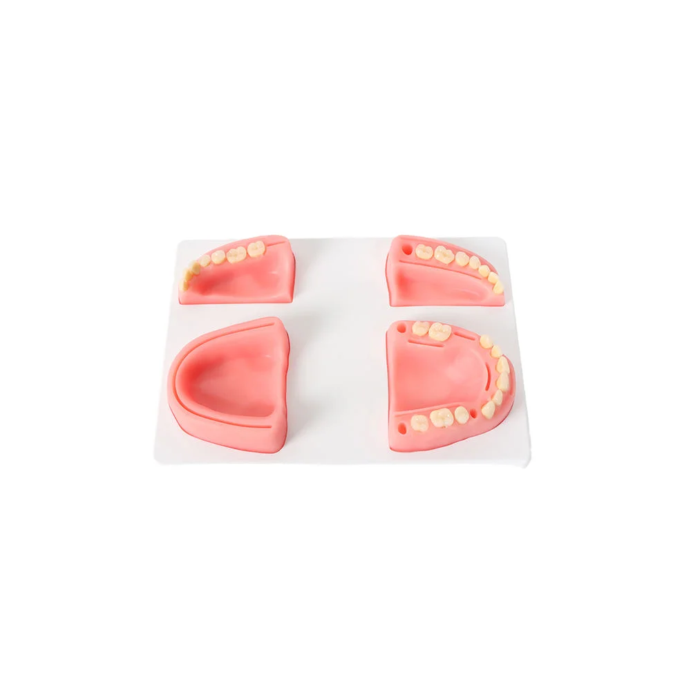 Human Dental Training Models Suture Pad With Resin Teeth For Practice Medical Science Product