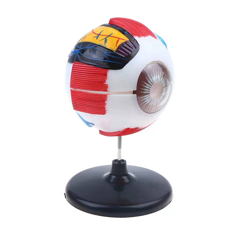 

Eyeball Anatomy Model For Eye Diseases Study, 6X Human Eye Anatomy Model Eye Anatomy Model Human Organs Teaching Prop