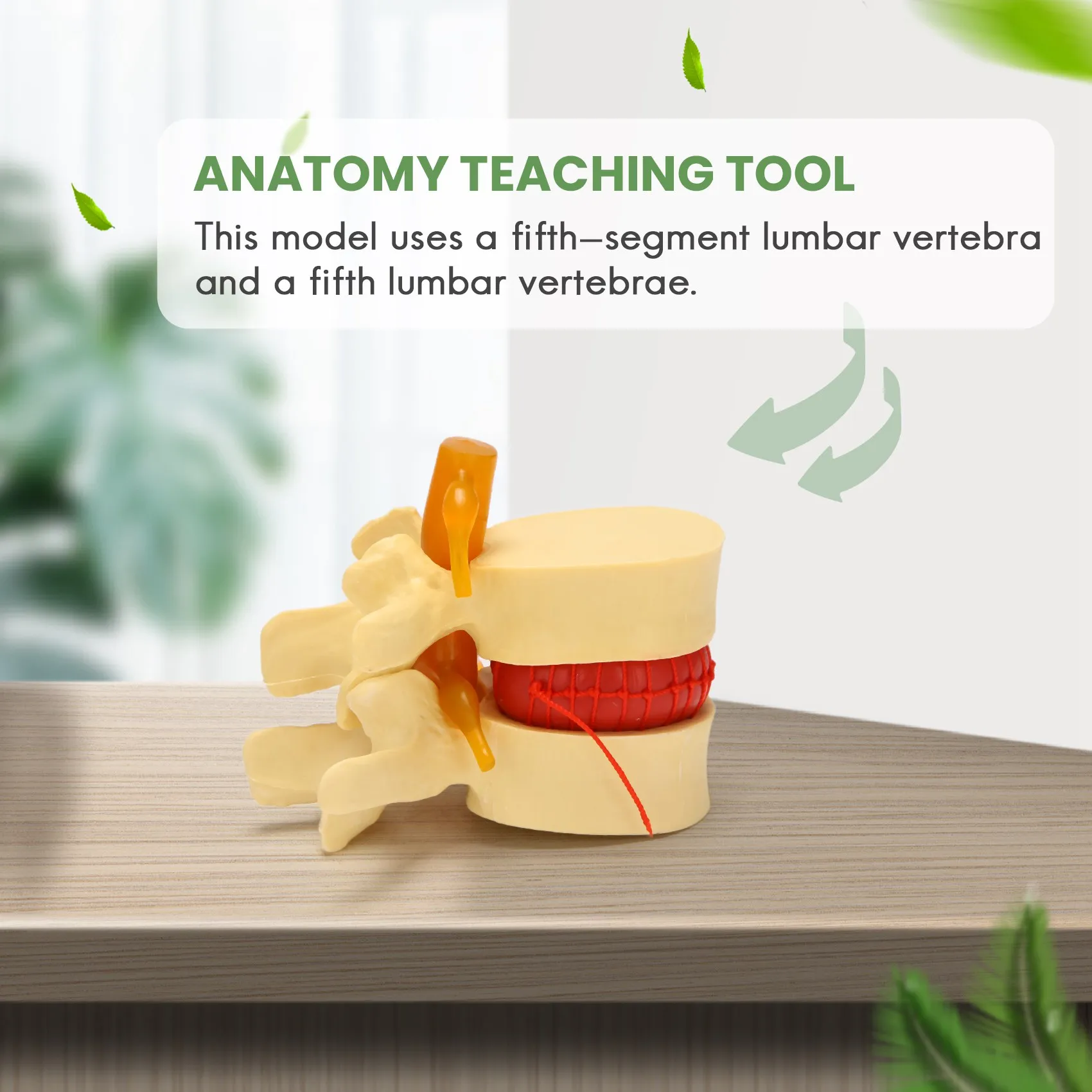 B92B-Lumbar Vertebrae Model Anatomical Spine Lumbar Disc Herniation Anatomy Teaching Tool Lumbar Vertebrae Model