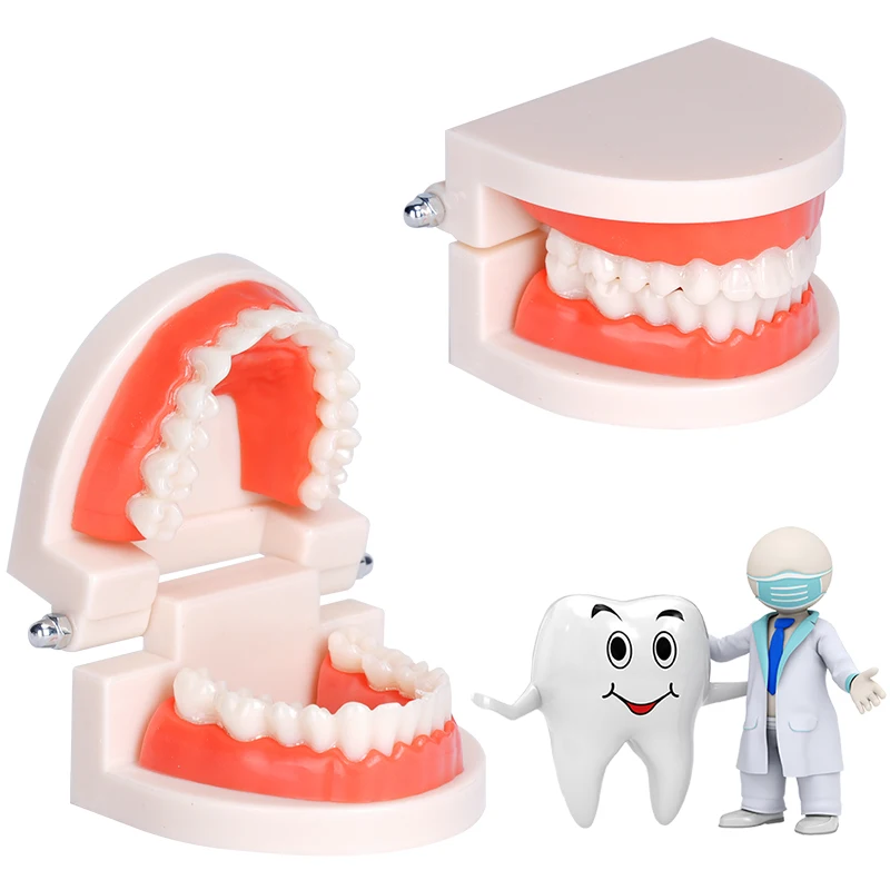

Teeth Model Dental Teaching Model Denture Model Doctor Patient Communication Teaching Clinic Instrument