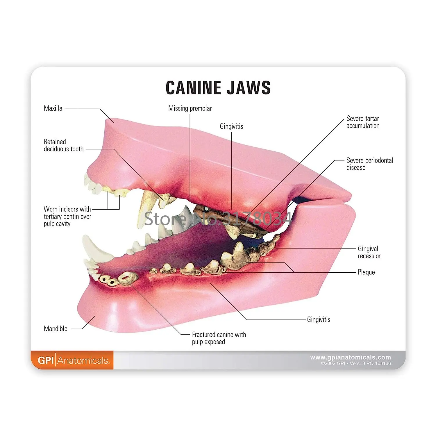 Canine Dental Model Animal Body Anatomy Replica of Dog Jaw w/Common Pathologies for Veterinary Office Educational Tool