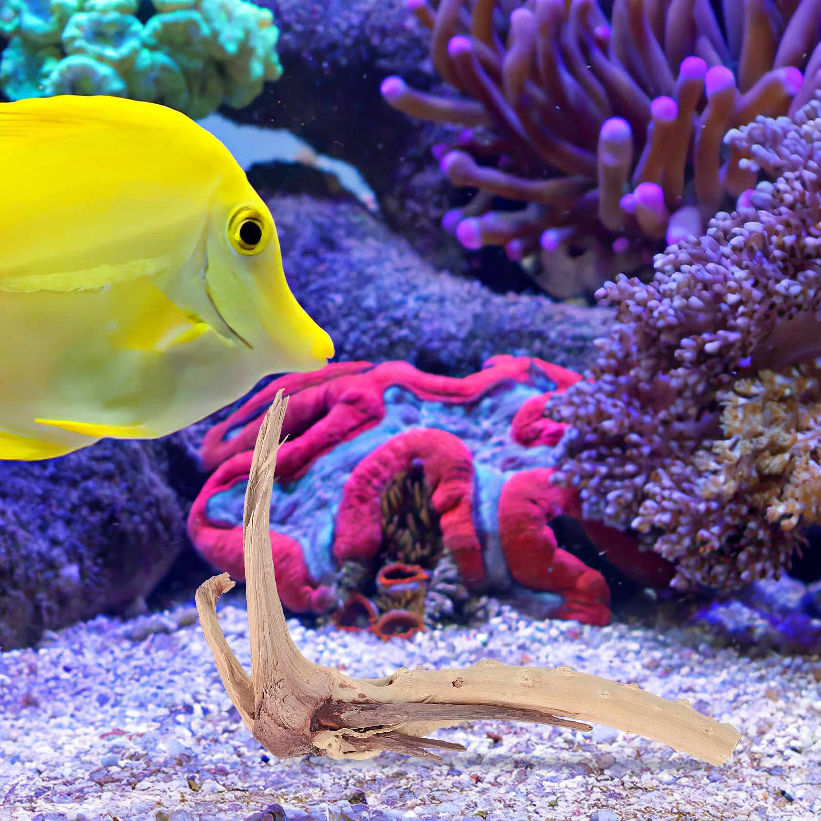 

Natural Driftwood Branch for Freshwater Aquarium Fish Tank Decoration pH Buffering Real Wood Eco Friendly Pet Supplies