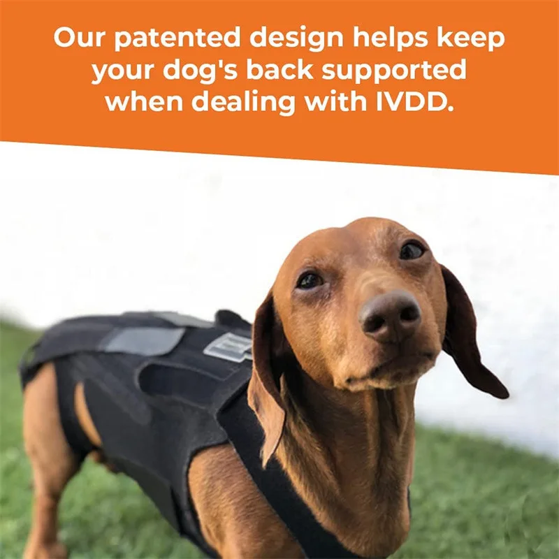 Dog Back Brace Breathable And Comfortable Adjustable Vest Helps Pet for IVDD,Back Pain,Post Surgical Recovery and Rehabilitation