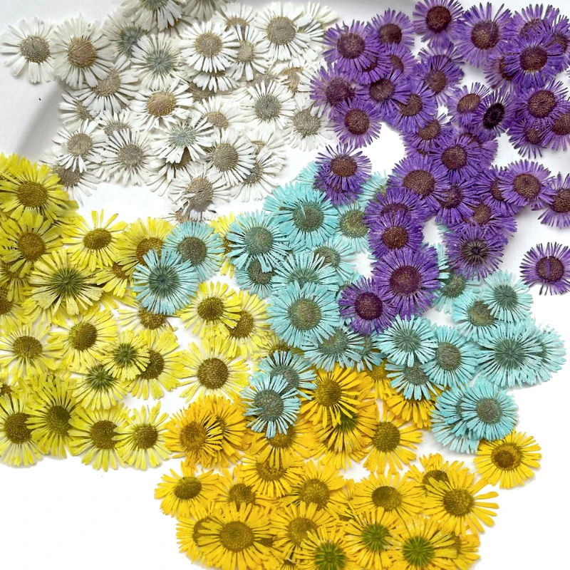 

Natural Needle Chrysanthemum petals,Pressed Flower,DIY Dripping Glue,Mobile Shell Bookmark,Photo Frame Material,24Pcs,1.5-2cm